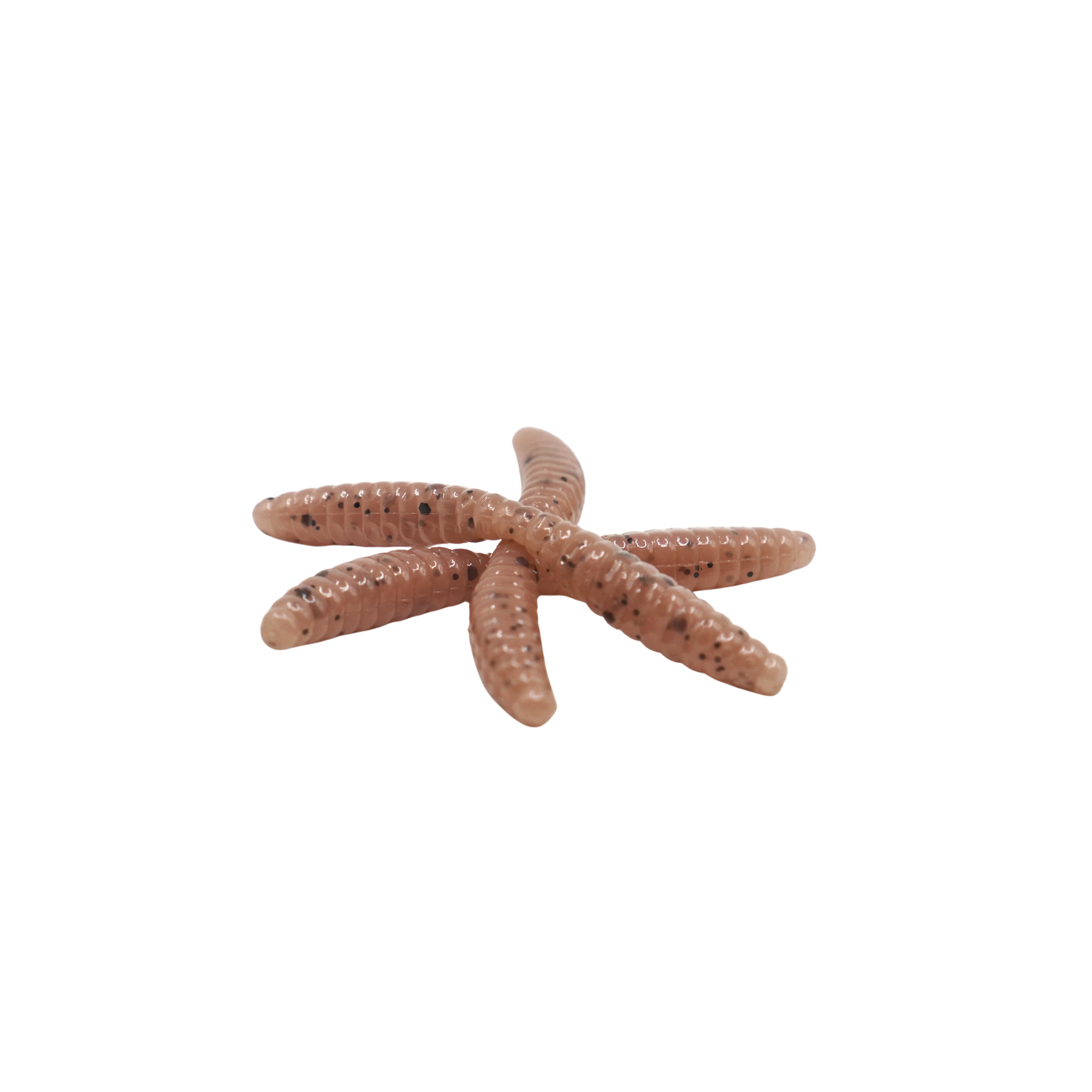 1" Wax Worm